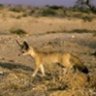 fennec