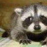 racoon_tr